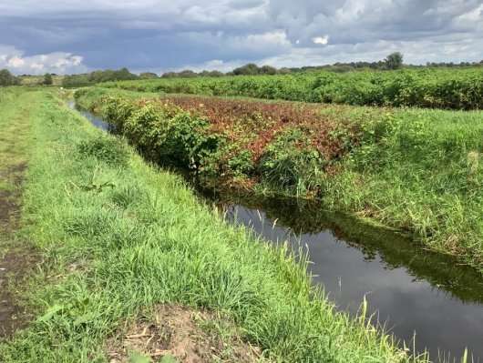 Praktijkvoorbeeld 3: Aziatische duizendknoop langs open water in agrarisch gebied